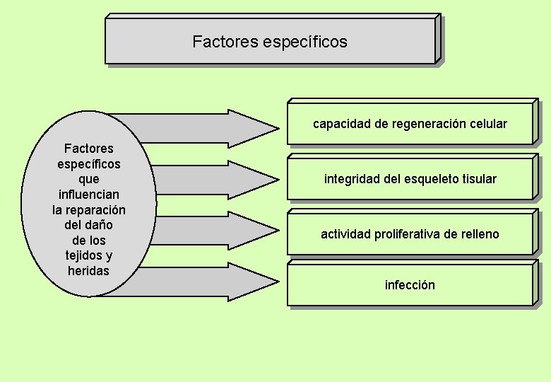 Factores específicos capacidad de regeneración celular Factores específicos que influencian la reparación del daño