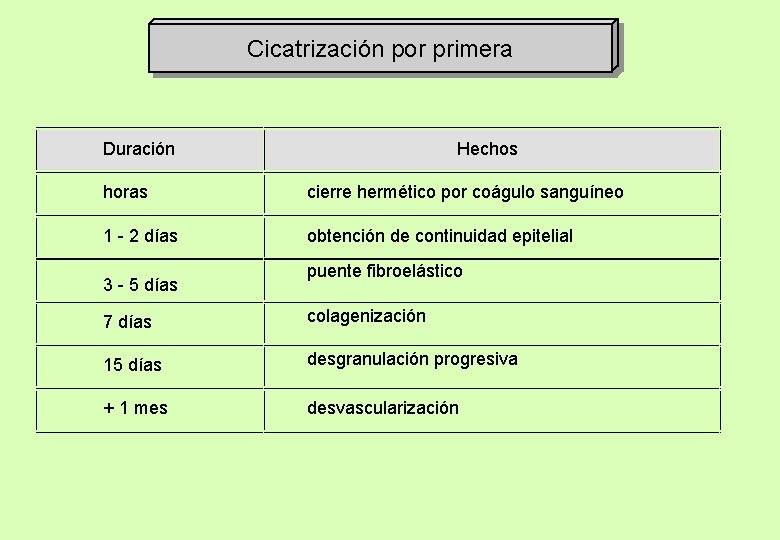 Cicatrización por primera Duración Hechos horas cierre hermético por coágulo sanguíneo 1 - 2