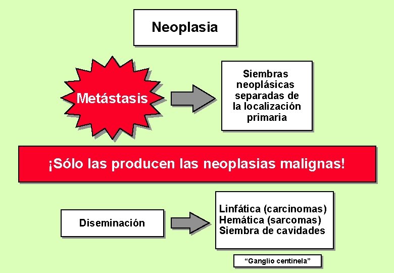 Neoplasia Metástasis Siembras neoplásicas separadas de la localización primaria ¡Sólo las producen las neoplasias