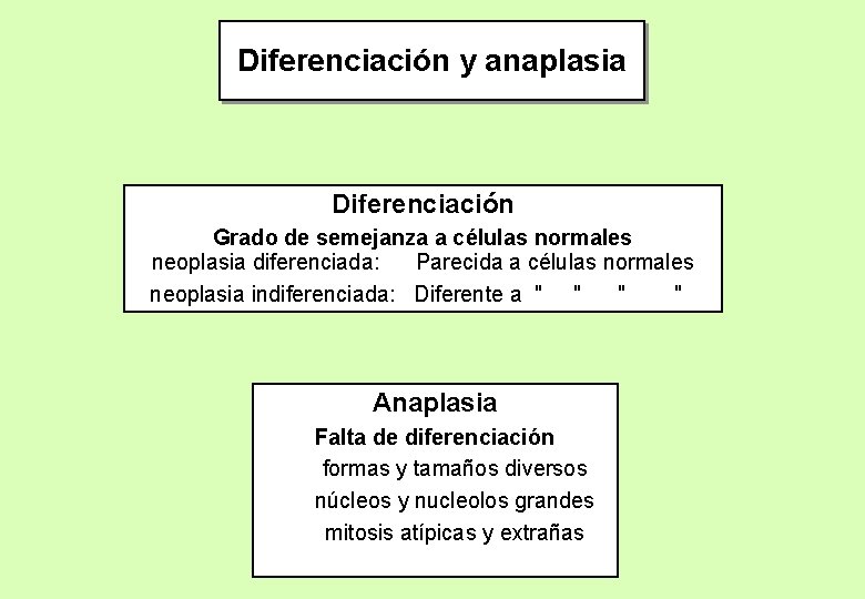 Diferenciación y anaplasia Diferenciación Grado de semejanza a células normales neoplasia diferenciada: Parecida a