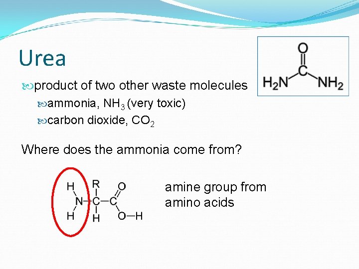 Urea product of two other waste molecules ammonia, NH 3 (very toxic) carbon dioxide,