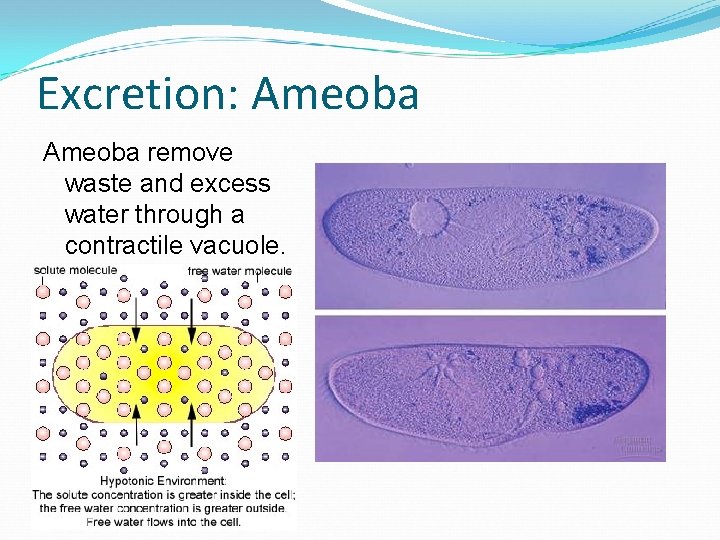 Excretion: Ameoba remove waste and excess water through a contractile vacuole. 