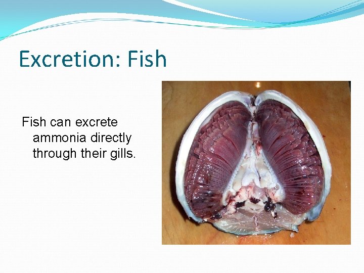 Excretion: Fish can excrete ammonia directly through their gills. 