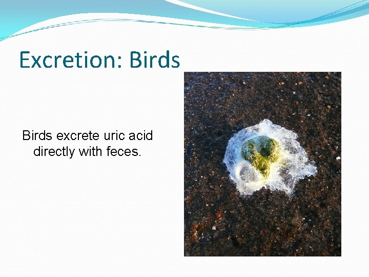 Excretion: Birds excrete uric acid directly with feces. 