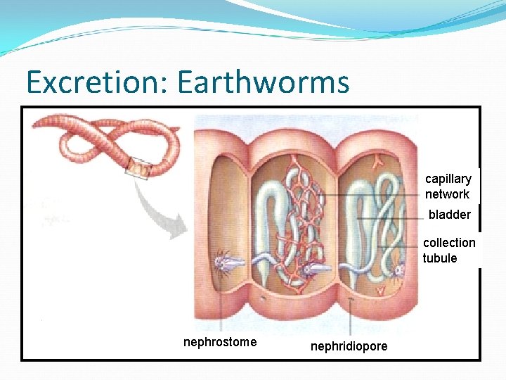 Excretion: Earthworms capillary network bladder collection tubule nephrostome nephridiopore 