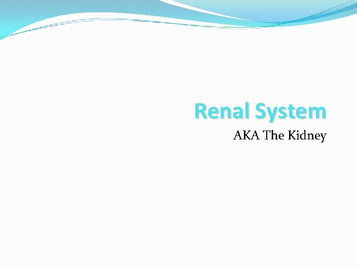 Renal System AKA The Kidney 