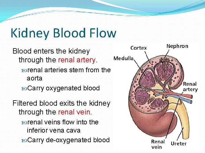 Kidney Blood Flow Blood enters the kidney through the renal artery. renal arteries stem