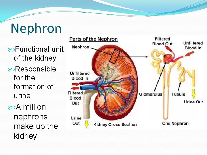 Nephron Functional unit of the kidney Responsible for the formation of urine A million