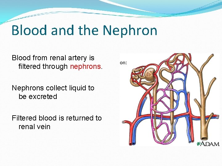 Blood and the Nephron Blood from renal artery is filtered through nephrons. Nephrons collect