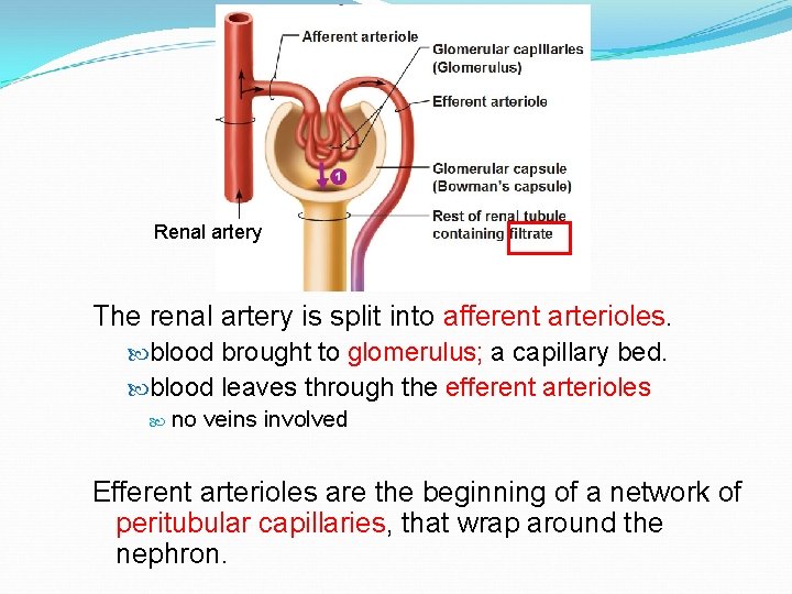 Renal artery The renal artery is split into afferent arterioles. blood brought to glomerulus;