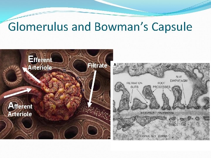 Glomerulus and Bowman’s Capsule Efferent Arteriole Afferent Arteriole Filtrate 