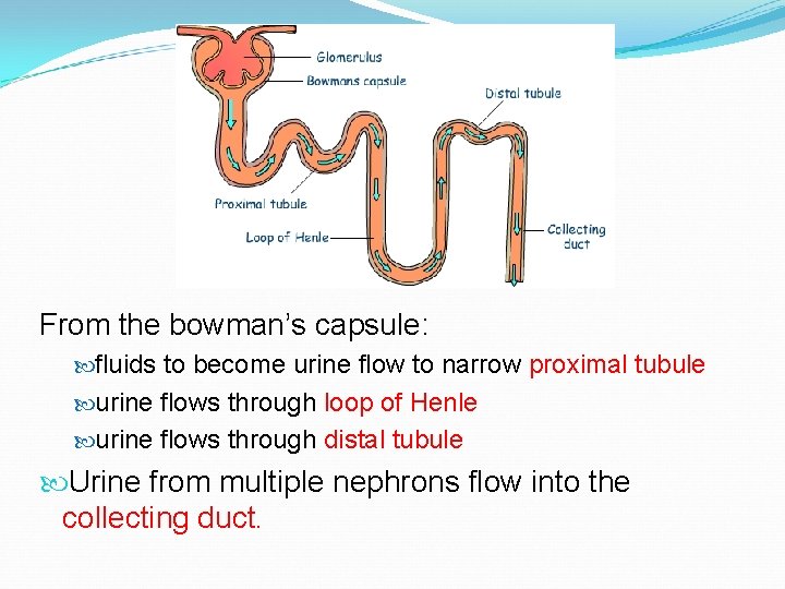 From the bowman’s capsule: fluids to become urine flow to narrow proximal tubule urine