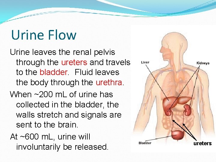 Urine Flow Urine leaves the renal pelvis through the ureters and travels to the