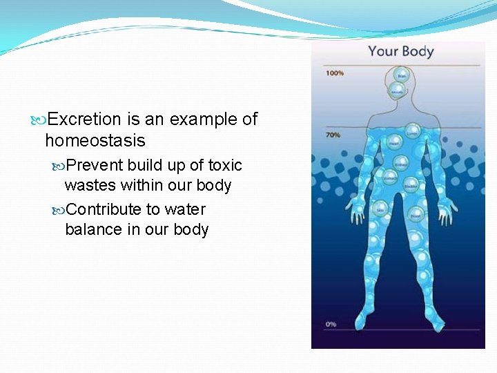  Excretion is an example of homeostasis Prevent build up of toxic wastes within