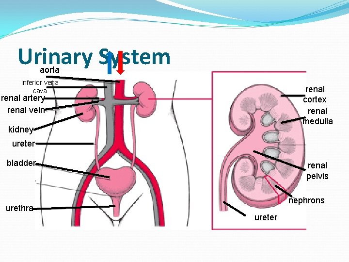 Urinary System aorta inferior vena cava renal cortex renal medulla renal artery renal vein