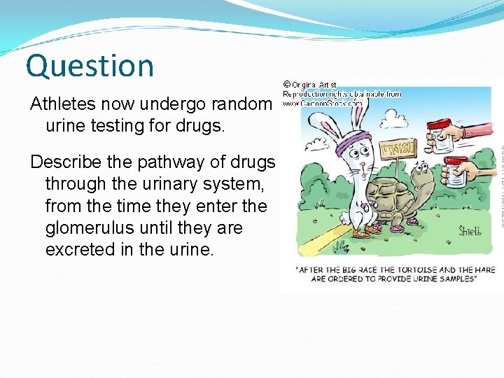 Question Athletes now undergo random urine testing for drugs. Describe the pathway of drugs