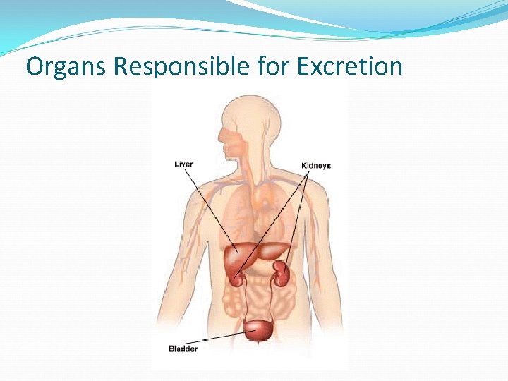 Organs Responsible for Excretion 