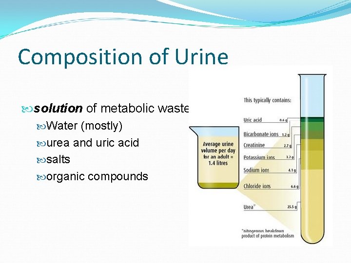 Composition of Urine solution of metabolic waste Water (mostly) urea and uric acid salts
