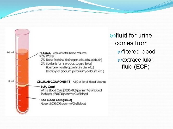  fluid for urine comes from filtered blood extracellular fluid (ECF) 