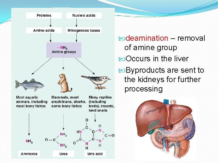  deamination – removal of amine group Occurs in the liver Byproducts are sent