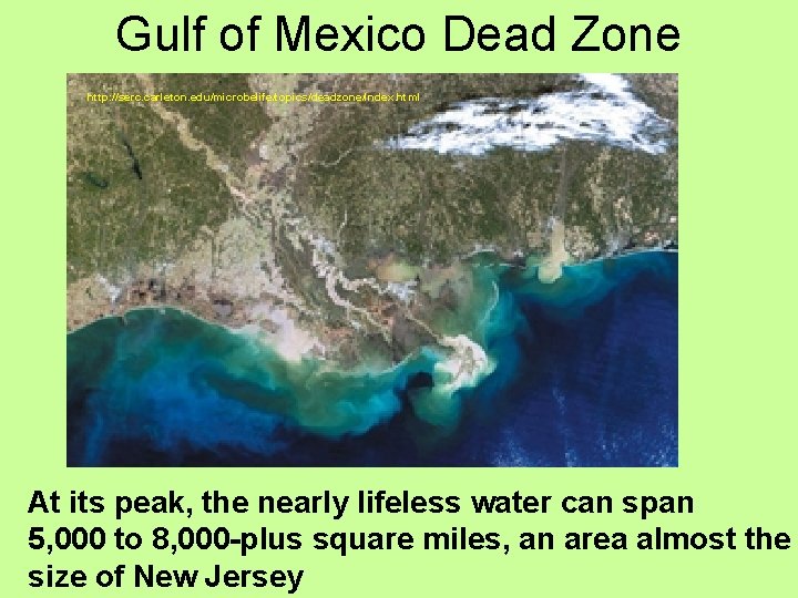 Gulf of Mexico Dead Zone http: //serc. carleton. edu/microbelife/topics/deadzone/index. html At its peak, the