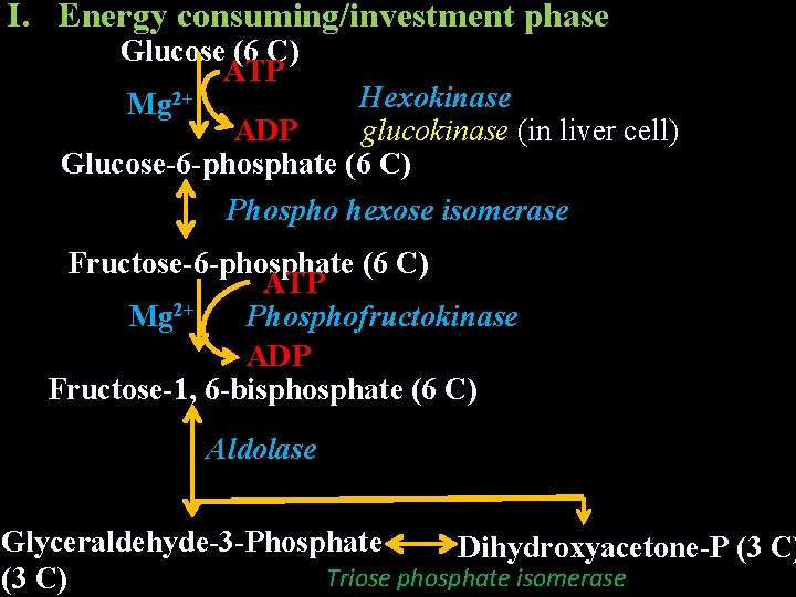 I. Energy consuming/investment phase Glucose (6 C) ATP Hexokinase Mg 2+ ADP glucokinase (in