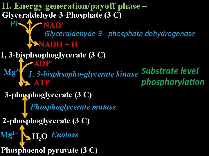 II. Energy generation/payoff phase – Glyceraldehyde-3 -Phosphate (3 C) Pi NAD+ Glyceraldehyde-3 - phosphate