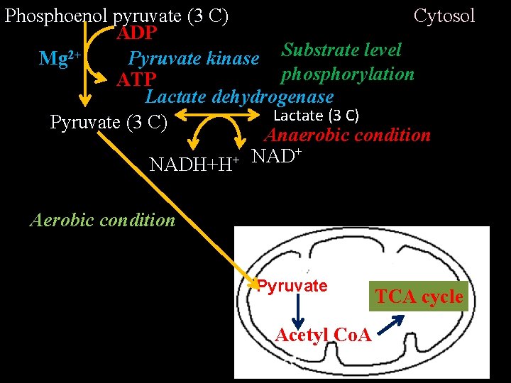 Cytosol Phosphoenol pyruvate (3 C) ADP Pyruvate kinase Substrate level Mg 2+ phosphorylation ATP