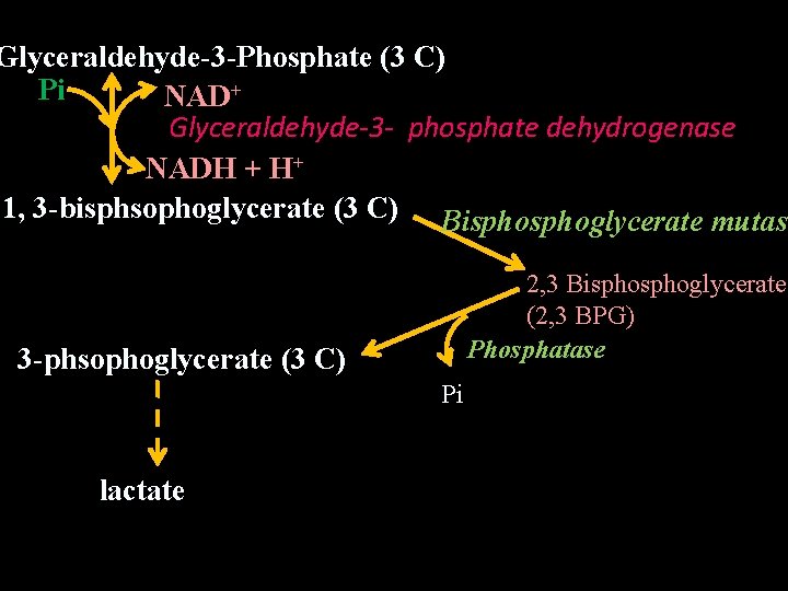 Glyceraldehyde-3 -Phosphate (3 C) Pi NAD+ Glyceraldehyde-3 - phosphate dehydrogenase NADH + H+ 1,