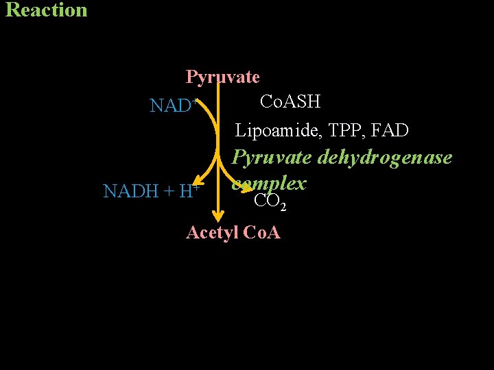 Reaction Pyruvate Co. ASH NAD+ Lipoamide, TPP, FAD NADH + H+ Pyruvate dehydrogenase complex