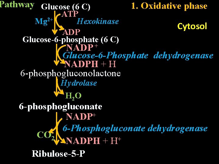 Pathway Glucose (6 C) ATP Mg 2+ Hexokinase ADP Glucose-6 -phosphate (6 C) 1.