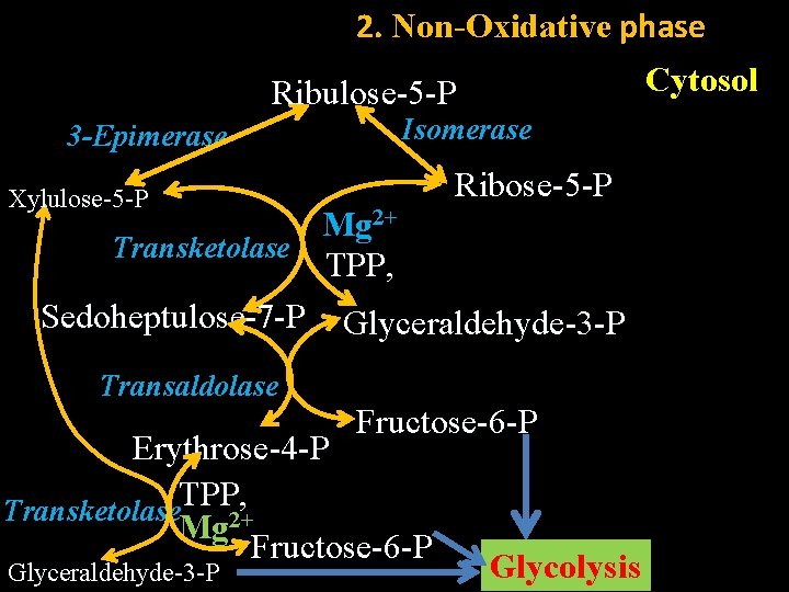 2. Non-Oxidative phase Cytosol Ribulose-5 -P 3 -Epimerase Isomerase Ribose-5 -P Xylulose-5 -P Mg