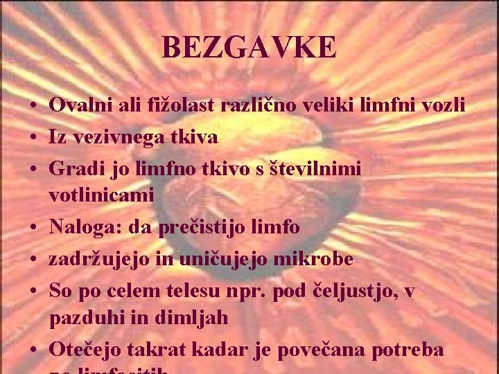 BEZGAVKE • Ovalni ali fižolast različno veliki limfni vozli • Iz vezivnega tkiva •