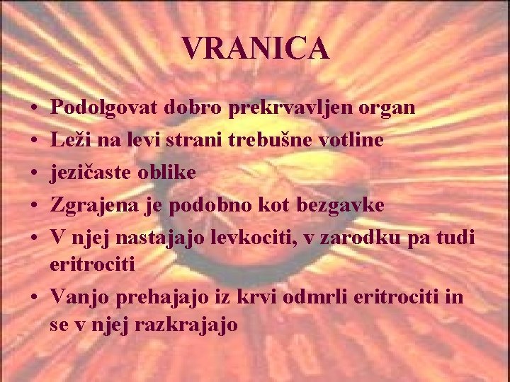 VRANICA • • • Podolgovat dobro prekrvavljen organ Leži na levi strani trebušne votline