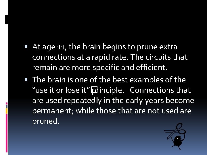  At age 11, the brain begins to prune extra connections at a rapid