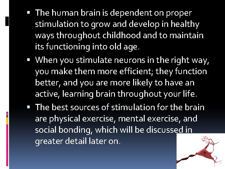  The human brain is dependent on proper stimulation to grow and develop in