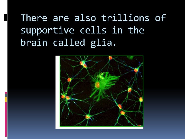 There also trillions of supportive cells in the brain called glia. 