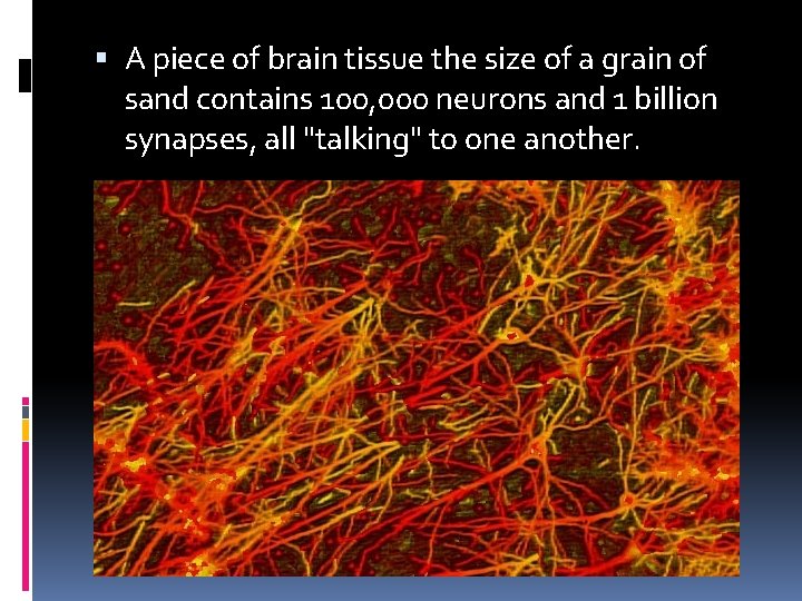  A piece of brain tissue the size of a grain of sand contains