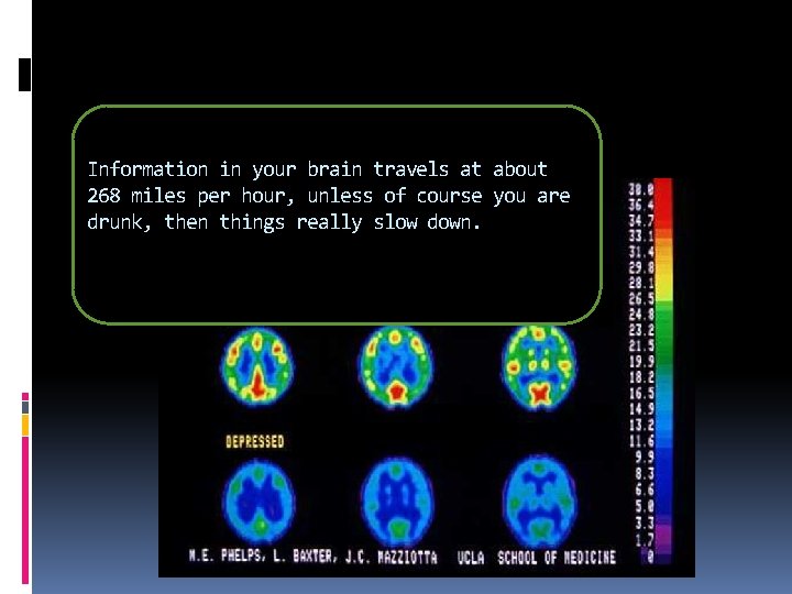 Information in your brain travels at about 268 miles per hour, unless of course