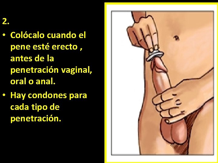2. • Colócalo cuando el pene esté erecto , antes de la penetración vaginal,