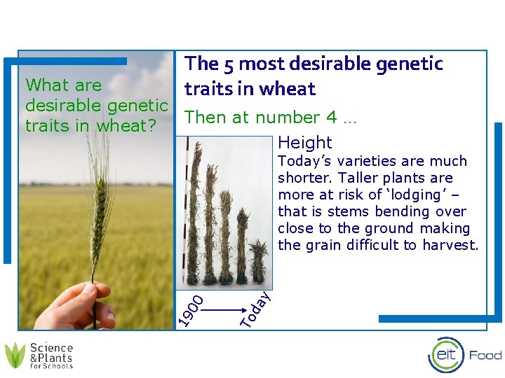 The 5 most desirable genetic traits in wheat What are desirable genetic Then at
