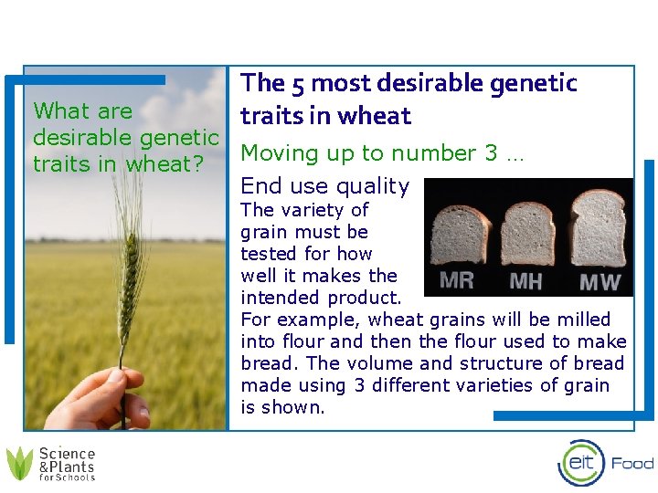 The 5 most desirable genetic traits in wheat What are desirable genetic Moving up