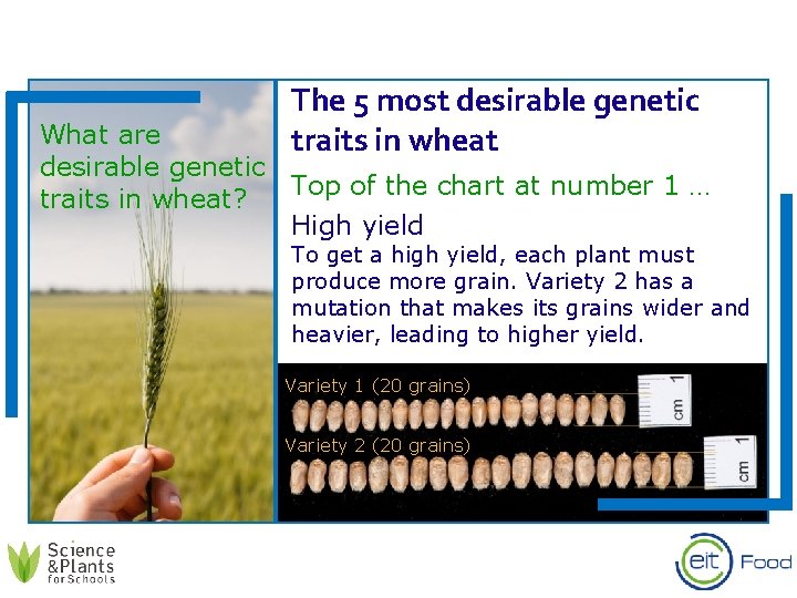 The 5 most desirable genetic traits in wheat What are desirable genetic Top of