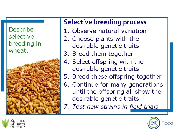 Describe selective breeding in wheat. Selective breeding process 1. Observe natural variation 2. Choose
