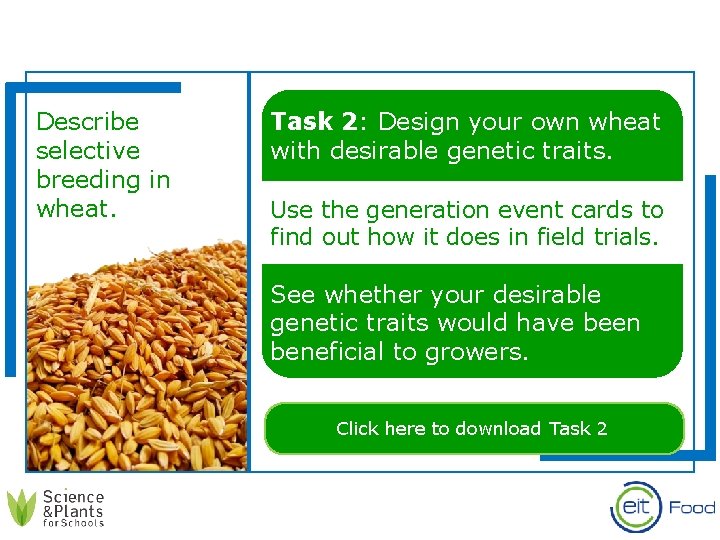 Describe selective breeding in wheat. Task 2: Design your own wheat with desirable genetic