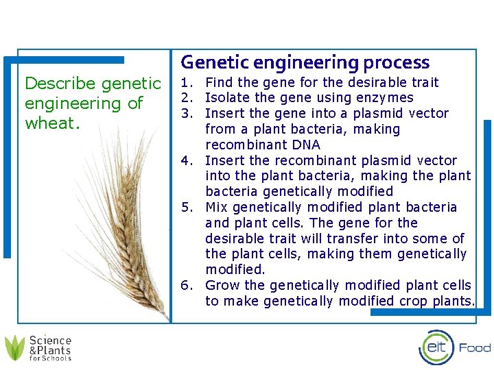 Genetic engineering process Describe genetic 1. 2. engineering of 3. wheat. Find the gene