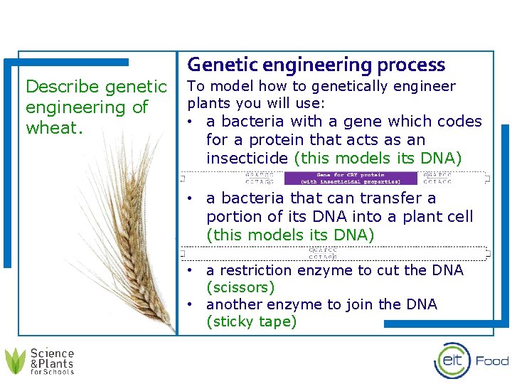 Genetic engineering process Describe genetic To model how to genetically engineer plants you will