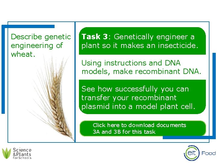 Describe genetic engineering of wheat. Task 3: Genetically engineer a plant so it makes