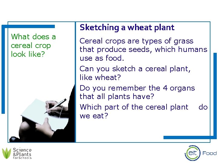 What does a cereal crop look like? Sketching a wheat plant Cereal crops are