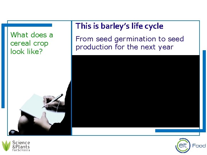 What does a cereal crop look like? This is barley’s life cycle From seed